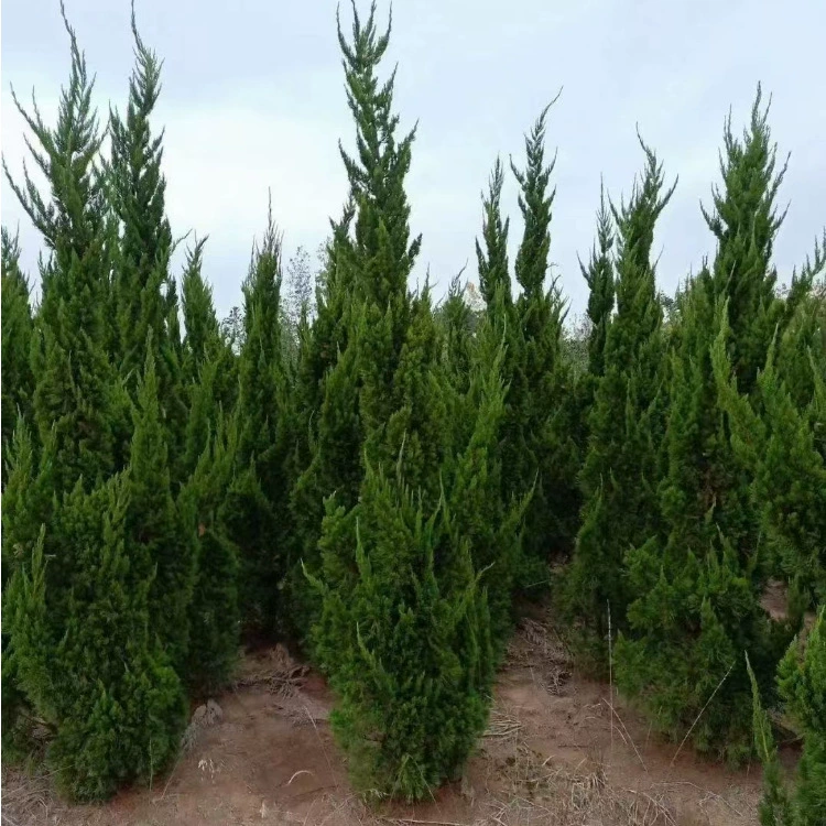 Зеленение саженцев Platycladus, маленькие саженцы Platycladus, привитые всех размеров, инженерные зеленые саженцы, садовое зеленение