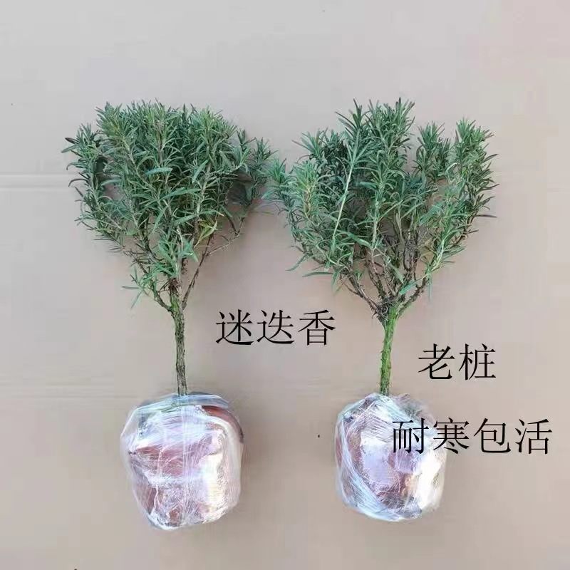 迷迭香绿植盆栽室内客厅阳台净化空气卧室办公桌观叶摆放庭院种植