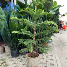 ����ɼ���� �@�־G����ľ��ľ�ر�ֲ�� �҃��⻨������ֲ�� �Gֲ