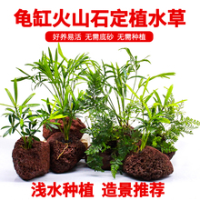 乌龟缸造景绿植水培植物和鱼共养龟缸火山石定植水草免打理水生树