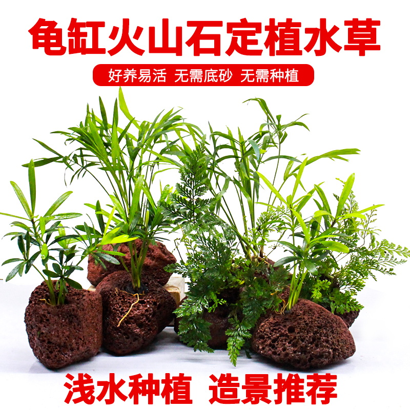 乌龟缸造景绿植水培植物和鱼共养龟缸火山石定植水草免打理水生树