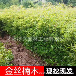 ��z�ľ�����Ĵ�����С�~�E骴����ϡ���F����ͥԺֲ���z���