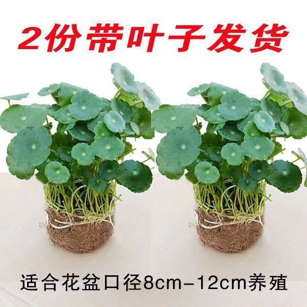 그것을 잡고 큰 잎 동전 풀 2 냄비 + 과립 비료를 꺼내십시오