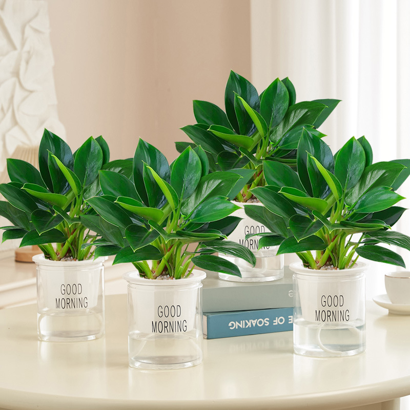 [특가] 골든다이아몬드 20cm 화분 4개, 나무 3그루(굿모닝 화분) + 영양액