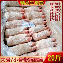 猪蹄批发冷冻带筋猪手带筋猪脚带筋饭店卤菜20斤烤商用厂家批发