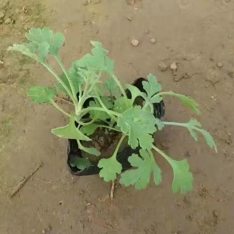 Основной запас почвопокровных хризантем, крупнокоробковых золотых астров для инженерного зеленения, многолетних сезонных цветов и почвопокровных цветов.