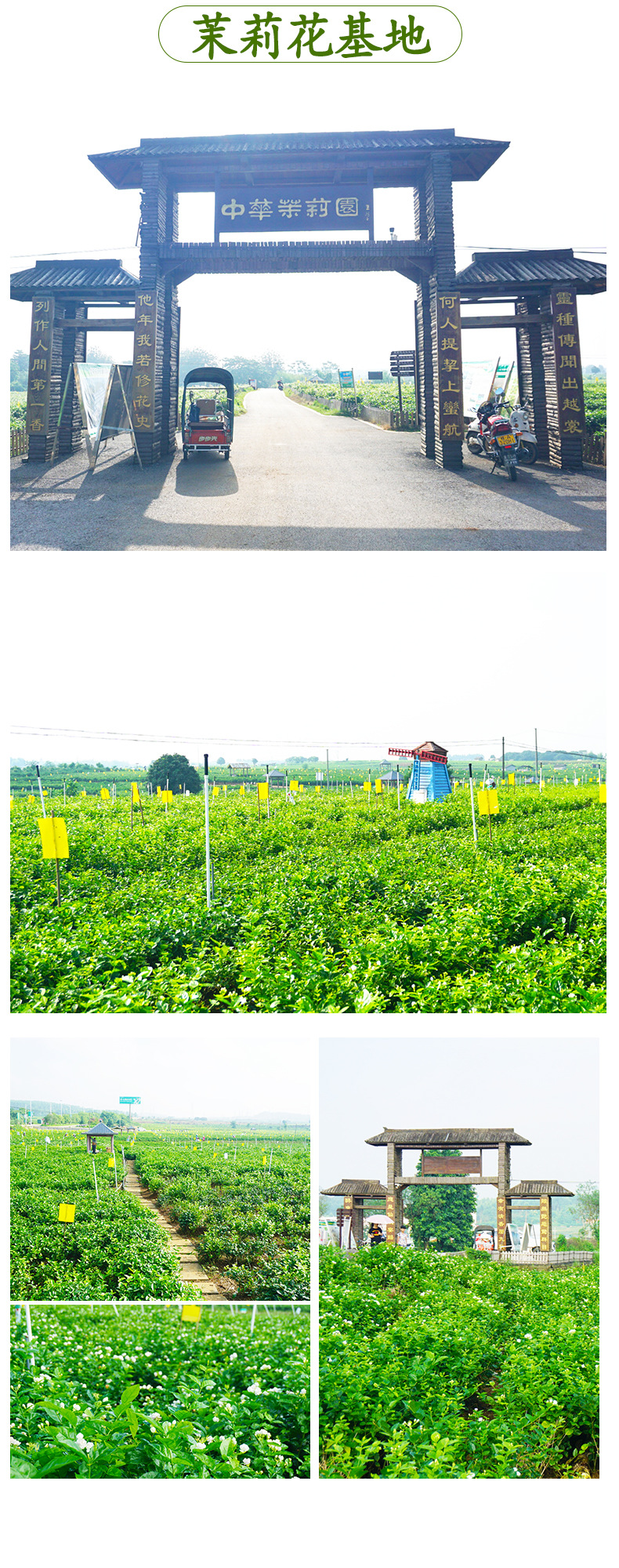 详情页茉莉花基地