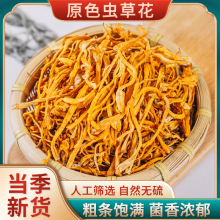 云南正虫草花干特级野生煲汤炖菇菌材料包商用蛹虫草北虫草菇