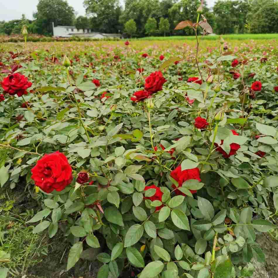 大花月季16杯 丰花月季 盆栽玫瑰 成都园林绿化苗木灌木花境植物