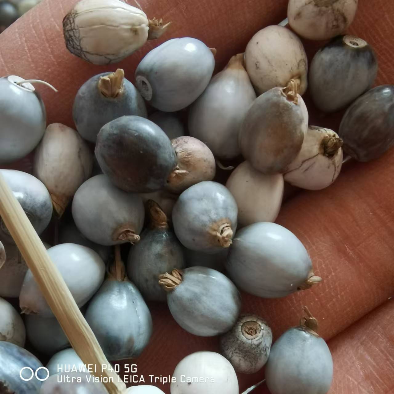 4a190da5a42b0b2a827de4e1960422