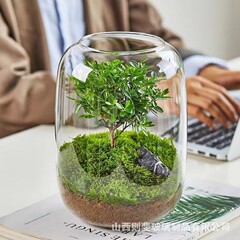 生命の木クリエイティブデスクトップ苔マイクロ風景完成盆栽維持しやすい新鮮な緑の植物生態ボトル鉢植え花瓶