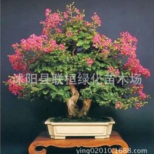 ��ޱ���N��ͥԺ���ռt�N�Ә�t����t����ޱ���t������ޱ������ޱ