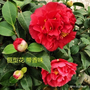 Precious Kerui Mo Large Peony Camellia Saplings with Fragrance, Giant Big Red Flowers That Are Evergreen All Year Round and Easy to Grow Green Plant Bonsai