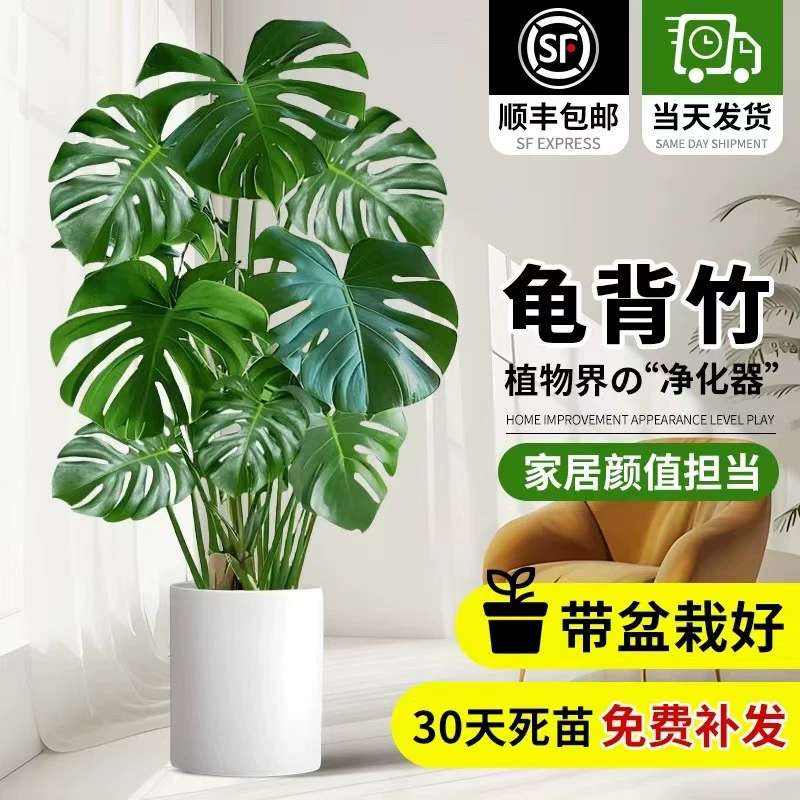 [Бао Ченг Живой] Большая горшечная гостиная