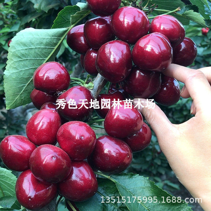 Early Large Fruit Sweet Cherry Seedlings Grafted with Beautiful Early Red Cherry Saplings Black Rand Cherry Planted in the North and South and Bear Fruit in the Same Year