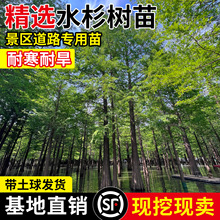 水杉苗水杉树苗云杉池杉小苗落羽杉中山杉树苗别墅庭院绿化景观树