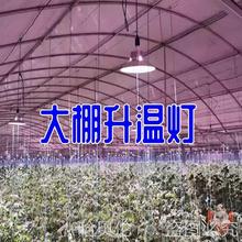 ���������L���ܴ��i���؟��a��������߲�ȡů����ݮ����Nֲ