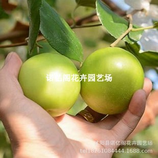 ̨�������������F���ۗ�����ţ���۽z�����ϱ����Nֲ�����O������