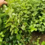 小叶四季丁香绿篱树苗