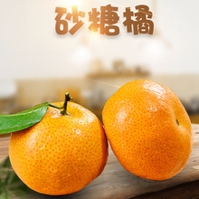 �V��ɰ���� ���l3/5��Y�Ю���С�۽۱�Ƥ��֭���rˮ�����˲��۽�