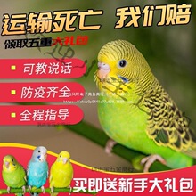 ��Ƥ�W�^���B��С�͕��fԒ�Č����B�������B���P���BС�B�B������