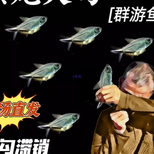 �Ꭷ�~�ݸ�Ⱥ���~��β���~Ⱥ���^�p�~�Ꭷ�~�쾰���B���w�����~