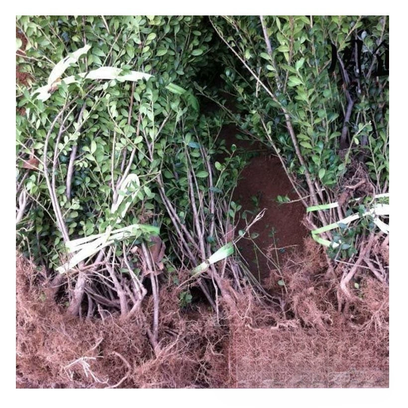 Оптовая продажа Панциря Черепахи саженцы падуба панцирь черепахи рассада Клешня маленький шарик для волос проект озеленение цветовых блоков саженцы фермеры пересадка