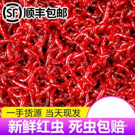 鲜活红虫特大号公虫活体活饵喂鱼饵拉饵鲫鱼野钓饵料钓鱼蚯蚓为佟
