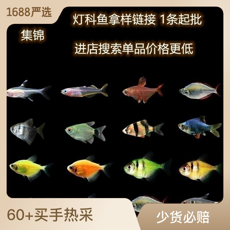 热带观赏鱼活体鱼苗红绿宝莲灯草缸群游淡水小型灯科鱼水族宠物鱼