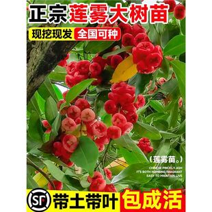 ɏ�F����޽���ڽ���̨����Ʒ�N���ǰű��ϱ���ͥԺ�Nֲ����Y��
