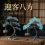 静物生态景观盆栽花盆