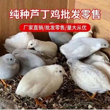 【芦丁下蛋】卢丁鸡迷你小鸡芦丁小鸡下蛋萌宠阳台宠物宠物鸟