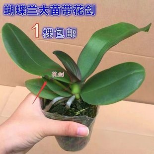 �����m���玧���������m������͏d�҃�ֲ�ﻨ���ļ��_�����B��