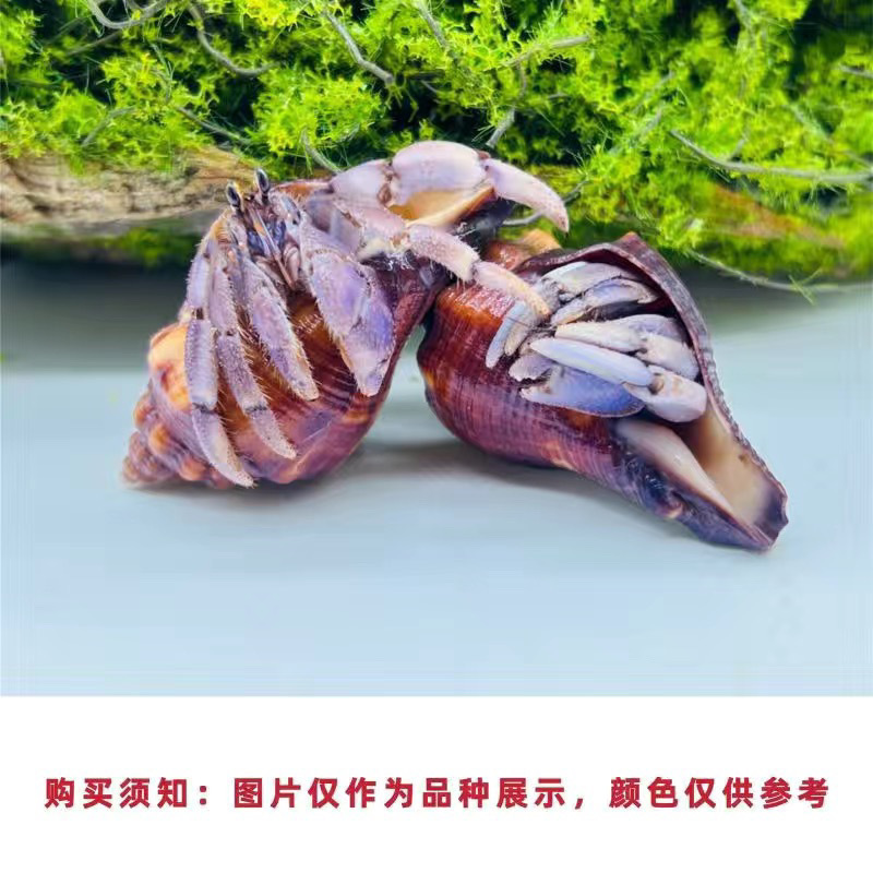 陸生ヤドカリ 初心者向けペット 生物 淡水 デスクトップ パープル ランド グレー ホワイト ダークパープル 観賞用カニ 怠惰なペット|undefined