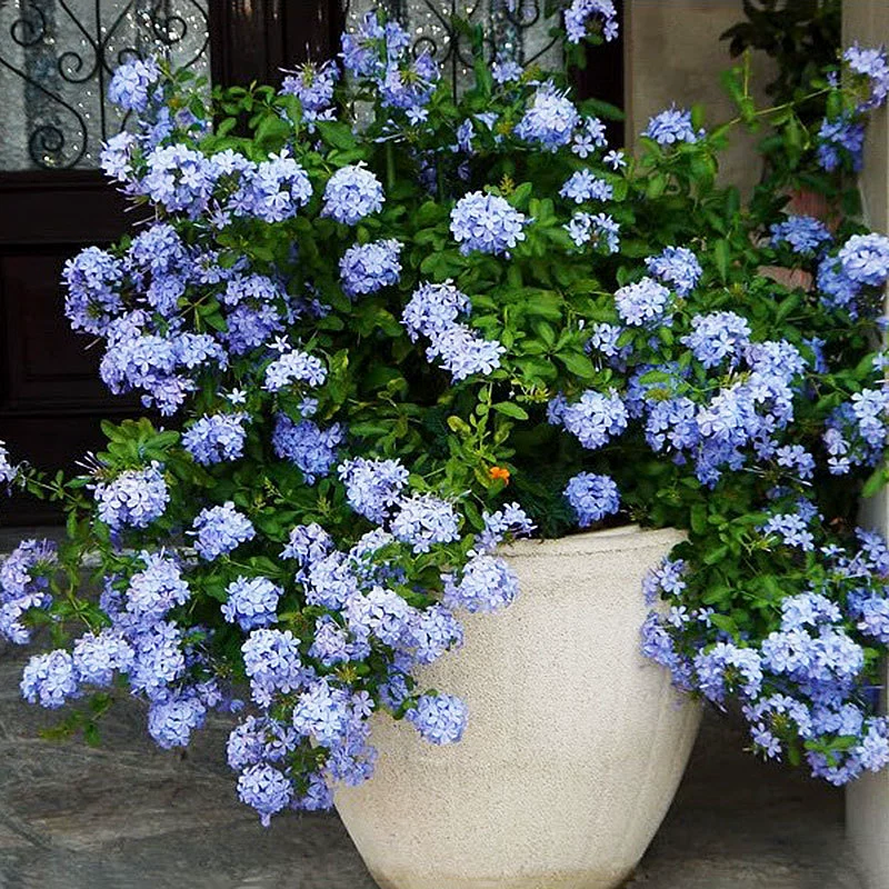 Синий Снег Цветочный горшок Посадка Рассада Цветы для просмотра цветов Внутренние и уличные цветы Балкон Четыре сезона Восхождение Виноград Цветы Двор Стол