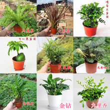绿萝薄荷虎皮兰盆栽室内植物青叶豆瓣绿发财树茉莉花绿植组合