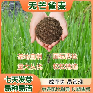Bromus Grass Seeds, Lawn Grass Seeds, Cold-Resistant Vegetable Garden, High-Yielding Pasture Base Grass Seeds, Direct Sales
