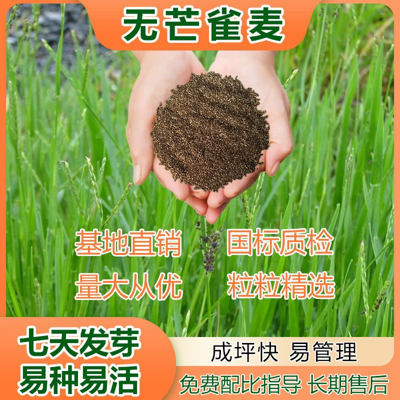 Семена травы Бромус, семена газонной травы, морозостойкий огород, высокоурожайные семена травы для крупного рогатого скота и овец, прямые продажи семян травы.