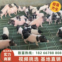 巴马香猪养殖场散养猪迷你猪藏香猪仔活体种猪多少钱育肥猪基地