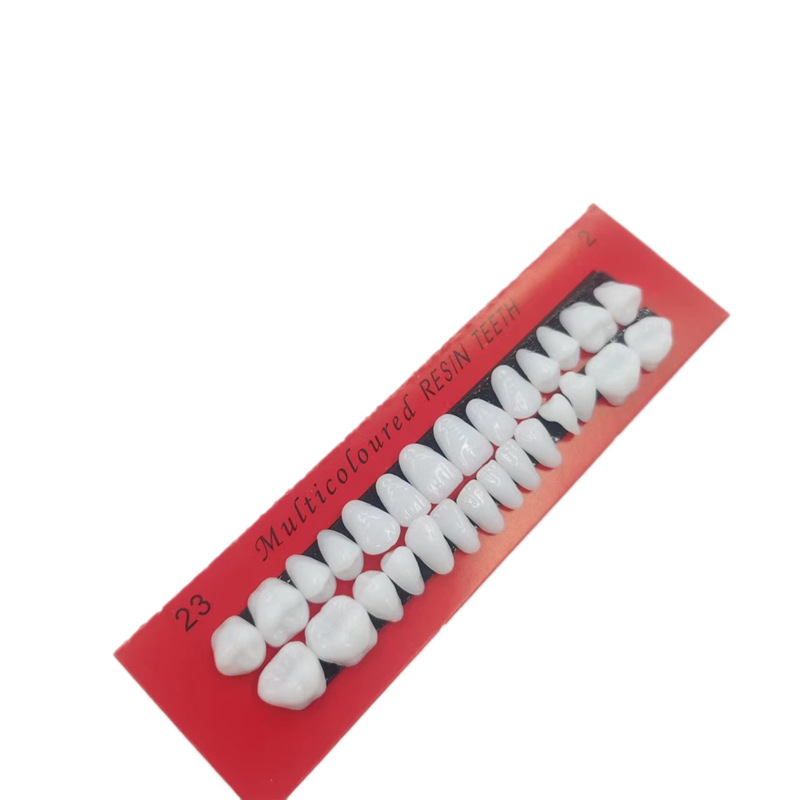 28 estudiantes dientes plásticos dentales materiales orales de enseñanza de dientes dentados image 7