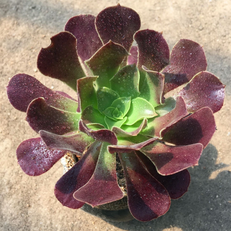 마스터 우지 싱글 헤드 모종 1개 구매 시 1개 무료 증정