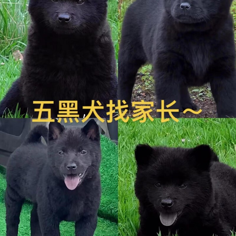 Five Black Dogs, Chinese Pastoral Dogs, Native Hounds, Mountain Dogs, Puppies, Puppies, Live Yellow Native Dogs, Live Pets