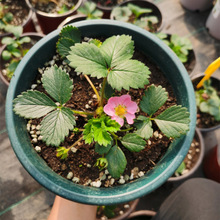 基地批发正宗红花草莓苗四季盆栽庭院地栽草莓苗红花草莓当年结果