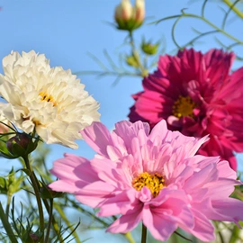 种子;一二年生花卉