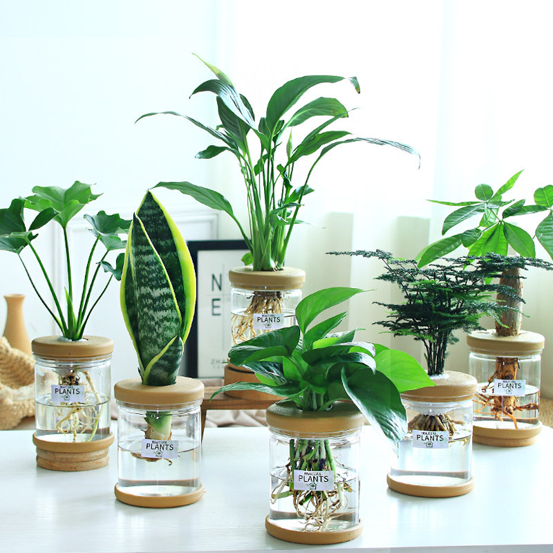 グリーンラタン水耕栽培ホルムアルデヒド除去鉢植え金のなる木ミント富竹屋内花緑植物オフィスグリーンラタン|undefined