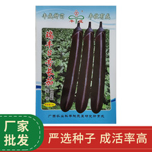 广西农科院蔬菜研究所育成茄子大田种植蔬菜种子批发瑞丰8号长茄