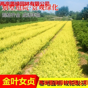 Golden Leaf Ligustrum Hedge Fence Seedlings Courtyard House Greening Seedlings Fence Outdoor Cold-Resistant Evergreen Small Leaf Ligustrum