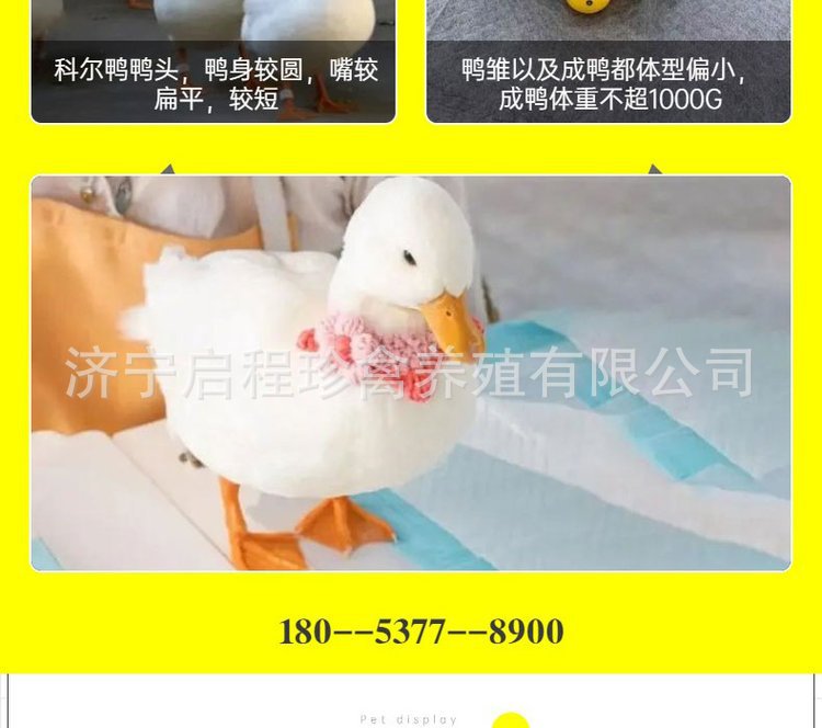 u=2162153275,2735686908&am