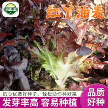红丫油麦 优品散装油麦菜蔬菜种子批发紫红油麦菜基地厂家基地发