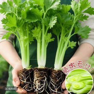 �۹����������С�������玧���l؛�������̨�����ͺ��߲���N��